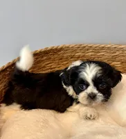 Gizmo, a male Shih Tzu for sale in Bixby, OK – 1 of 4