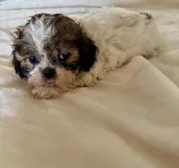 Jasper, a male Shih Tzu for sale in Bixby, OK – Photo 2 of 3