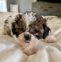 Jasper, a male Shih Tzu for sale in Bixby, OK – Photo 3 of 3