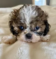 Jasper, a male Shih Tzu for sale in Bixby, OK – Photo 1 of 3