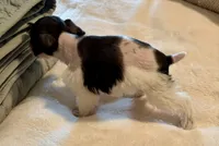 Maddie, a female Miniature Schnauzer for sale in Bixby, OK – Photo 3 of 4