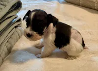 Maddie, a female Miniature Schnauzer for sale in Bixby, OK – Photo 2 of 4