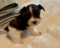 Maddie, a female Miniature Schnauzer for sale in Bixby, OK – Photo 1 of 4