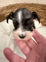 Maddie, a female Miniature Schnauzer for sale in Bixby, OK – Photo 4 of 4