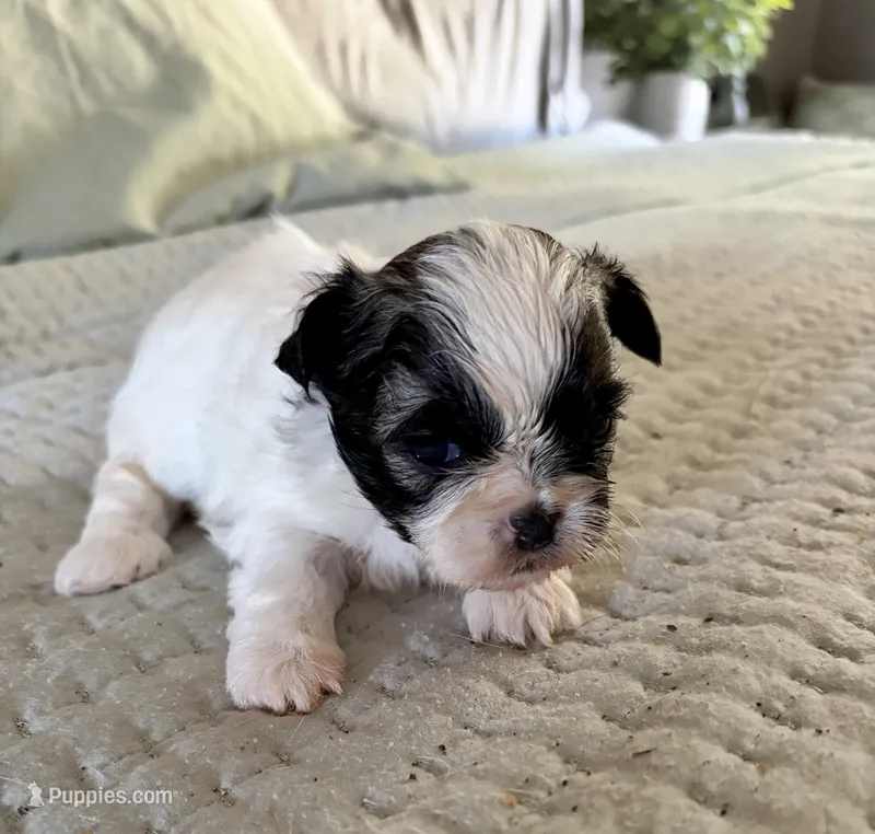 Timmy – Shih Tzu puppy for sale in Bixby, OK