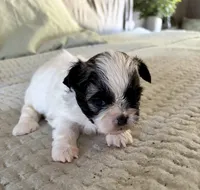 Timmy, a male Shih Tzu for sale in Bixby, OK – 1 of 3