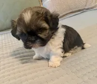 Barney , a male Shih Tzu for sale in Bixby, OK – 6 of 6
