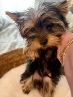 Max, a male Yorkshire Terrier for sale in Bixby, OK – 4 of 7