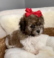 Peanut, a male Havanese and Shih Tzu for sale in Bixby, OK – 4 of 6