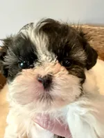 Sammy, a male Shih Tzu for sale in Bixby, OK – 5 of 8