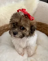 Peanut, a male Havanese and Shih Tzu for sale in Bixby, OK – 5 of 6
