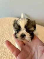 Leroy, a male Shih Tzu for sale in Bixby, OK – 4 of 5
