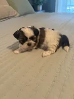 Leo, a male Shih Tzu for sale in Bixby, OK – 4 of 6