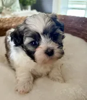 Timmy, a male Shih Tzu for sale in Bixby, OK – 4 of 5