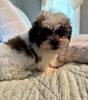 Cookie, a male Havanese and Shih Tzu for sale in Bixby, OK – 4 of 6