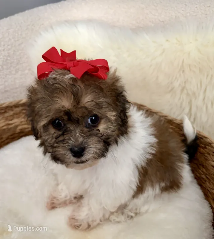 Peanut, a male Havanese and Shih Tzu for sale in Bixby, OK – 1 of 6