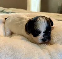 Lucas, a male Shih Tzu for sale in Bixby, OK – 3 of 3