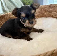 Chloe, a female Yorkshire Terrier for sale in Bixby, OK – 2 of 4