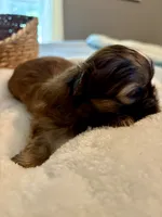 Benny, a male Shih Tzu for sale in Bixby, OK – 5 of 5