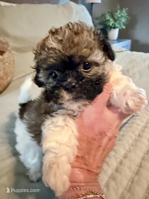  Carl – Havanese, Shih Tzu puppy for sale in Bixby, OK