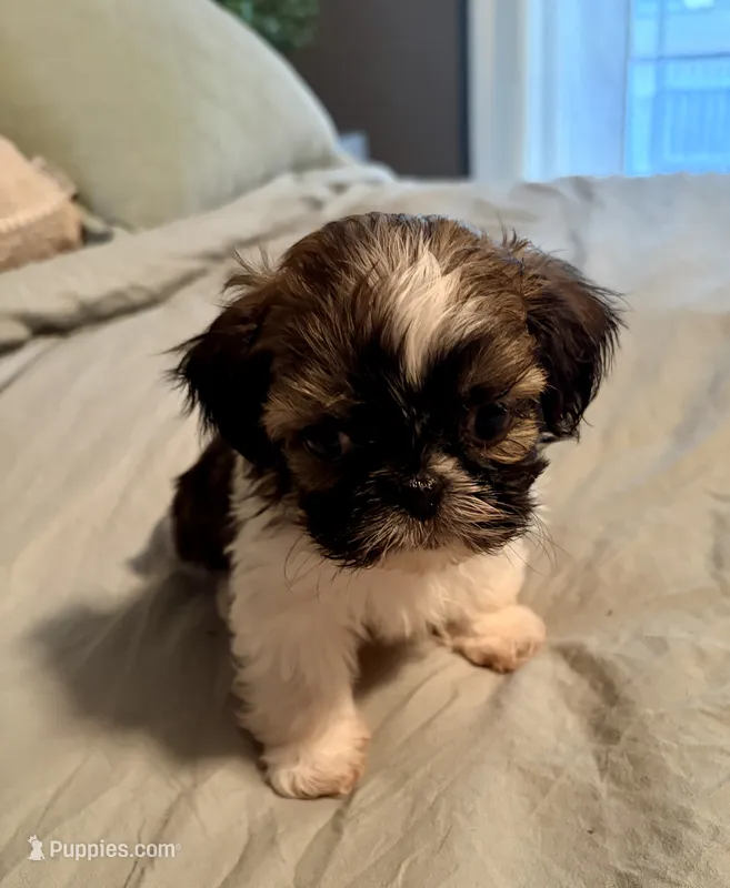 Sammy – Shih Tzu puppy for sale in Bixby, OK