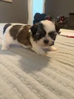 Leo, a male Shih Tzu for sale in Bixby, OK – 3 of 6