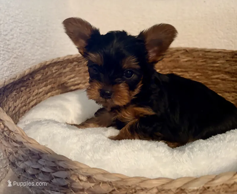 Toby – Yorkshire Terrier puppy for sale in Bixby, OK