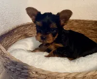 Toby, a male Yorkshire Terrier for sale in Bixby, OK – 1 of 4