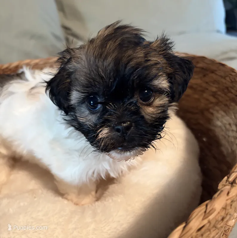 Lilly – Havanese, Shih Tzu puppy for sale in Bixby, OK