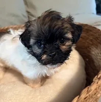 Lilly, a female Havanese and Shih Tzu for sale in Bixby, OK – 1 of 5