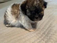 Simon, a male Havanese and Shih Tzu for sale in Bixby, OK – 5 of 5