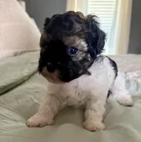 Carl, a male Shih Tzu for sale in Bixby, OK – 4 of 9