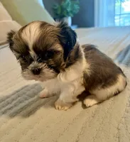 Bella, a female Shih Tzu for sale in Bixby, OK – 1 of 8