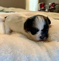 Theodore, a male Shih Tzu for sale in Bixby, OK – 4 of 4