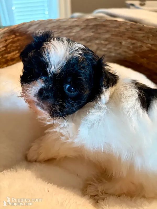 Lucas – Shih Tzu puppy for sale in Bixby, OK
