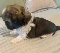 Barney , a male Shih Tzu for sale in Bixby, OK – 4 of 6