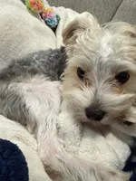 Buscuit, a male Yorkshire Terrier for sale in Bixby, OK – 3 of 4