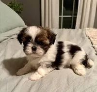 Abigale , a female Shih Tzu for sale in Bixby, OK – 2 of 5