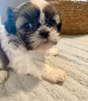 Bella, a female Shih Tzu for sale in Bixby, OK – 3 of 8