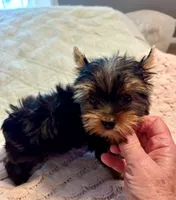Gizmo, a male Yorkshire Terrier for sale in Bixby, OK – 2 of 3