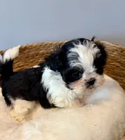 Panda, a male Shih Tzu for sale in Bixby, OK – 5 of 5