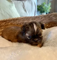 Benny, a male Shih Tzu for sale in Bixby, OK – 4 of 5
