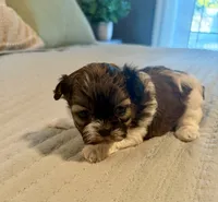 Angel, a female Shih Tzu for sale in Bixby, OK – 5 of 5