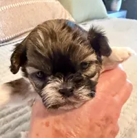 Angel, a female Shih Tzu for sale in Bixby, OK – 3 of 5