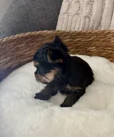 Boomer, a male Yorkshire Terrier for sale in Bixby, OK – 3 of 3