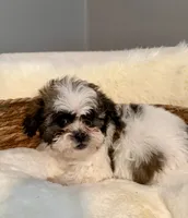 Cookie, a male Havanese and Shih Tzu for sale in Bixby, OK – 5 of 6