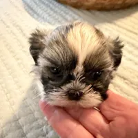 Bella, a female Shih Tzu for sale in Bixby, OK – 6 of 8