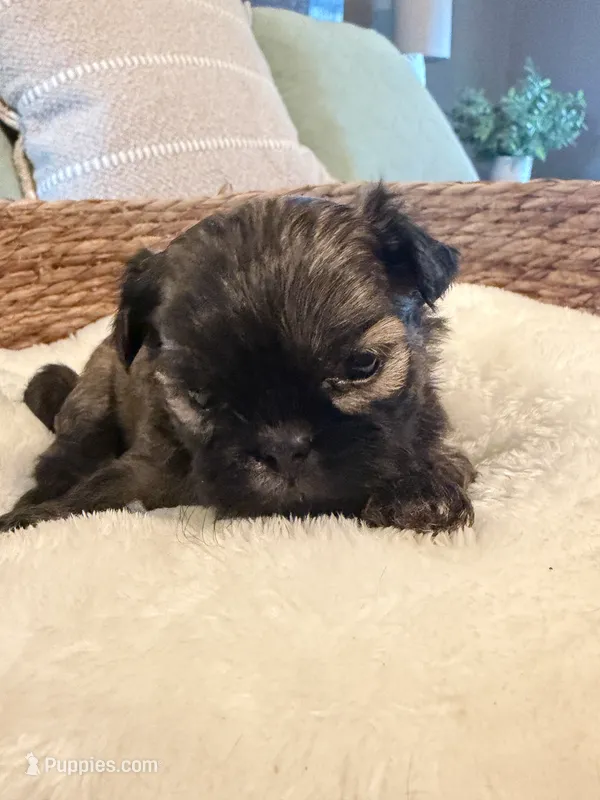 Sammy – Shih Tzu puppy for sale in Bixby, OK