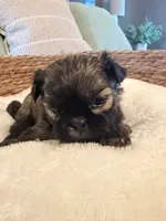 Sammy, a male Shih Tzu for sale in Bixby, OK – 1 of 4