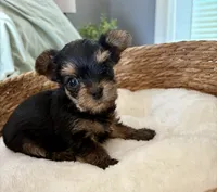 Teddy, a male Yorkshire Terrier for sale in Bixby, OK – 1 of 3
